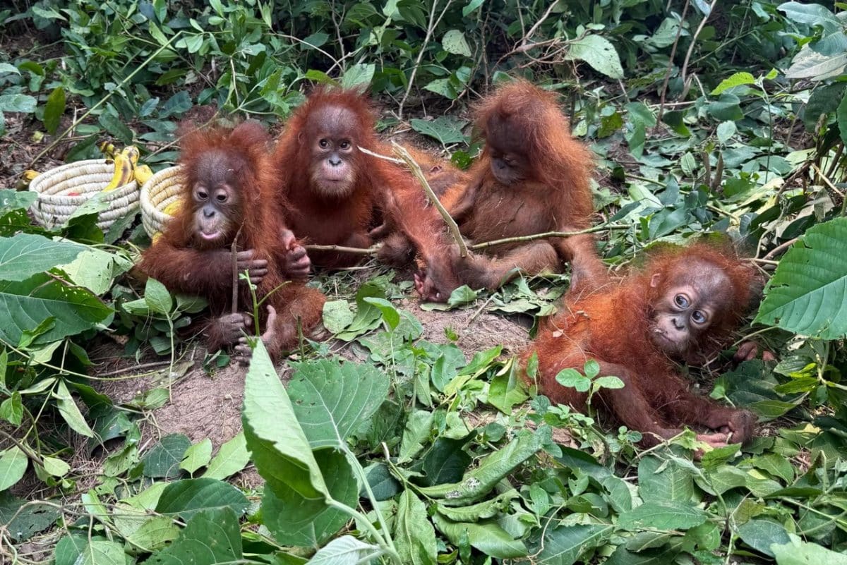 Спасенные детеныши орангутанов в лесу в индийском штате Одиша / © Odisha Forest Department, AFP / Getty Images