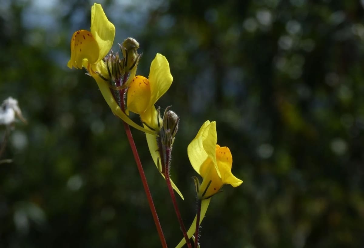 Linaria alfercensis / © João Farminhão