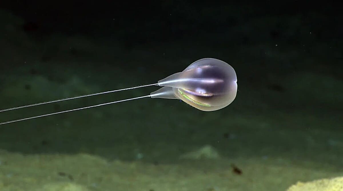 Duobrachium sparksae / © Wikimedia Commons / NOAA, Public Domain