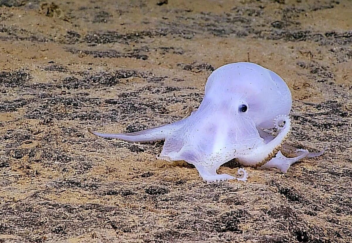 Осьминог «Каспер» / © Wikimedia Commons / National Marine Sanctuaries - PMNM, Public Domain