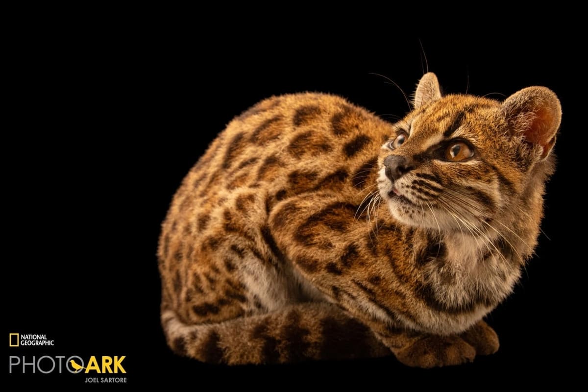 Leopardus tilcayo / © Joel Sartore, National Geographic Photo Ark