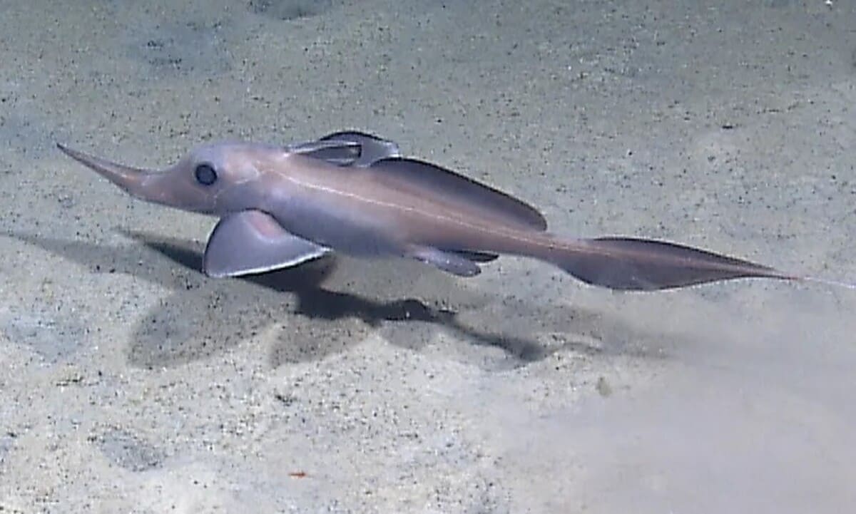Harriotta avia / © NOAA