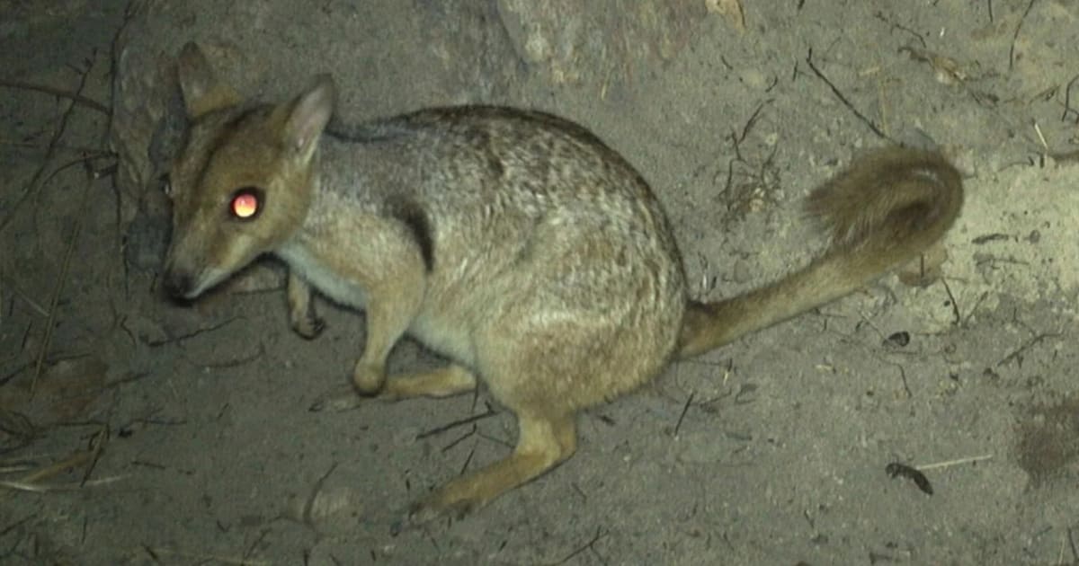 Фотоловушка впервые за 50 лет запечатлела крошечного валлаби / © Australian Wildlife Conservancy (AWC)