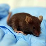 Ученые впервые записали активность мозга животных прямо в полевых условиях