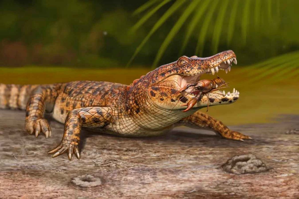 Mandrasuchus milleri