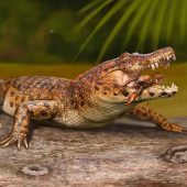 Mandrasuchus milleri