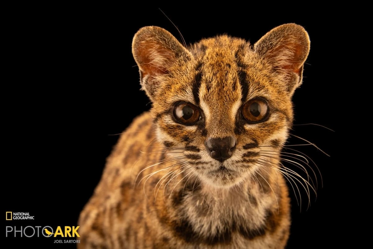 Leopardus tilcayo / © Joel Sartore, National Geographic Photo Ark