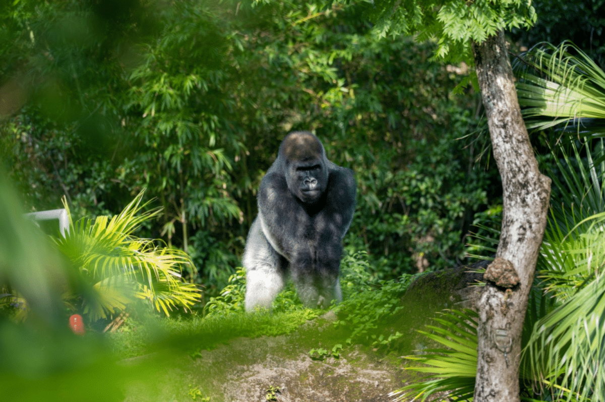 Бакари в Disney’s Animal Kingdom, июль 2026 года / © Walt Disney World Resort