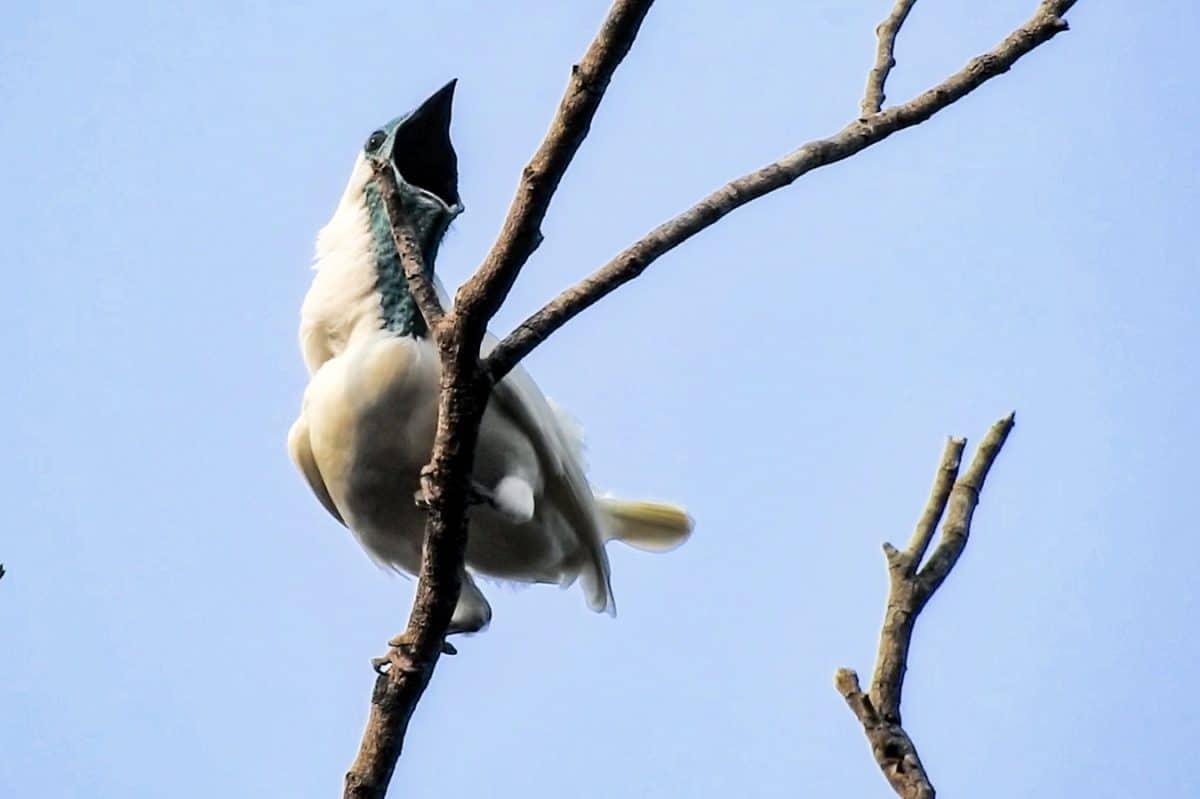 Самец Procnias nudicollis
