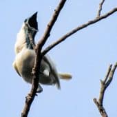 Самец Procnias nudicollis