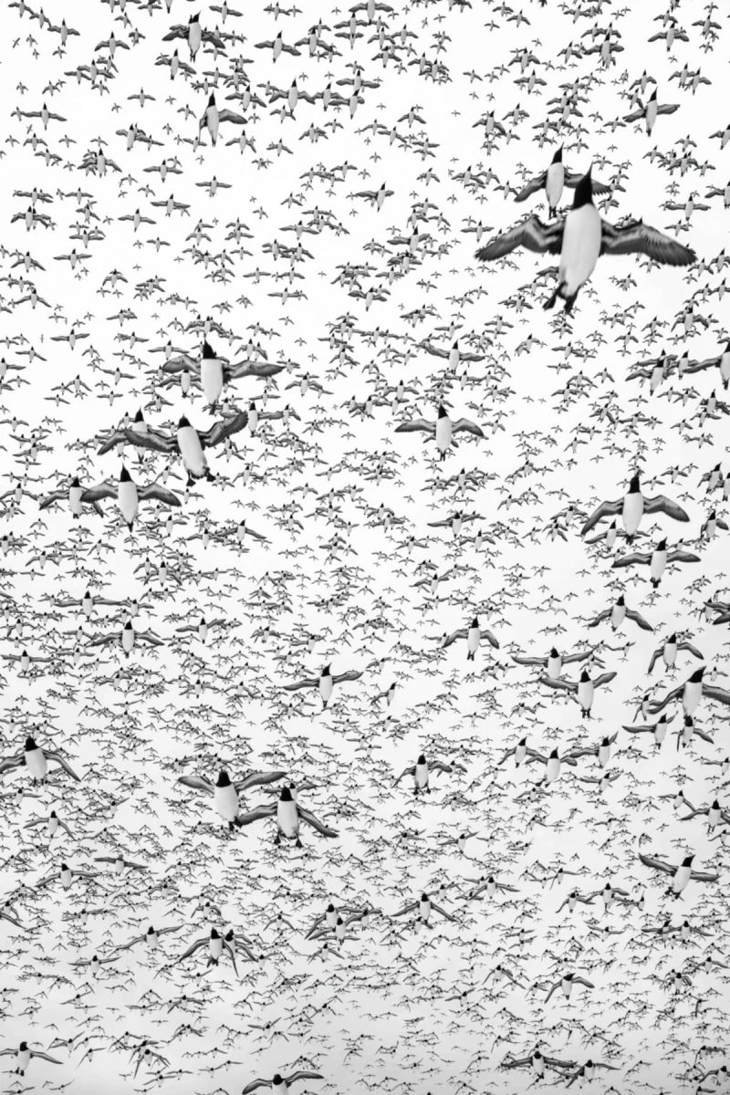Кайры в Норвегии. Второе место в номинации «Птицы в полете» / © Alex Pansier / Bird Photographer of the Year