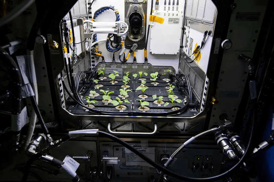 Редис в установке Advanced Plant Habitat на Международной космической станции во время эксперимента Plant Habitat-02 / © NASA