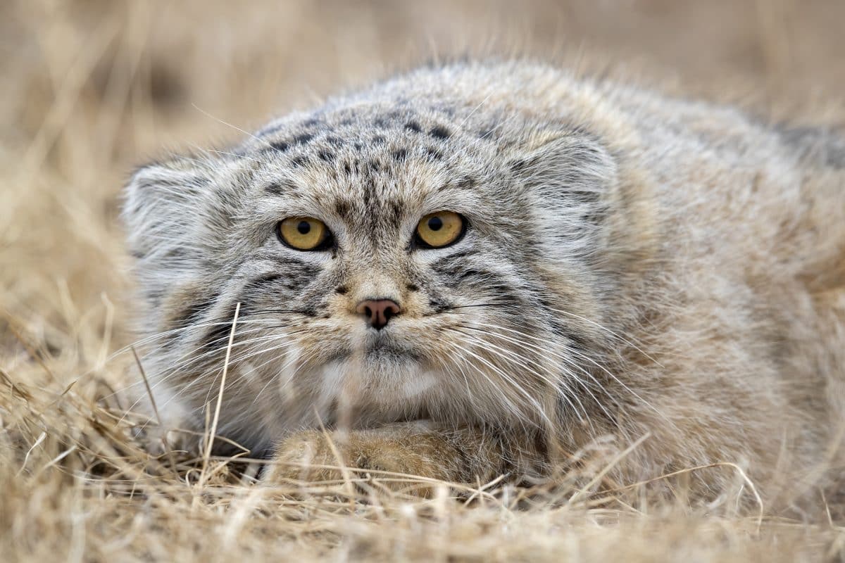 Манул. Иллюстративная фотография / © P. Meier, IUCN/SSC Cat Specialist Group