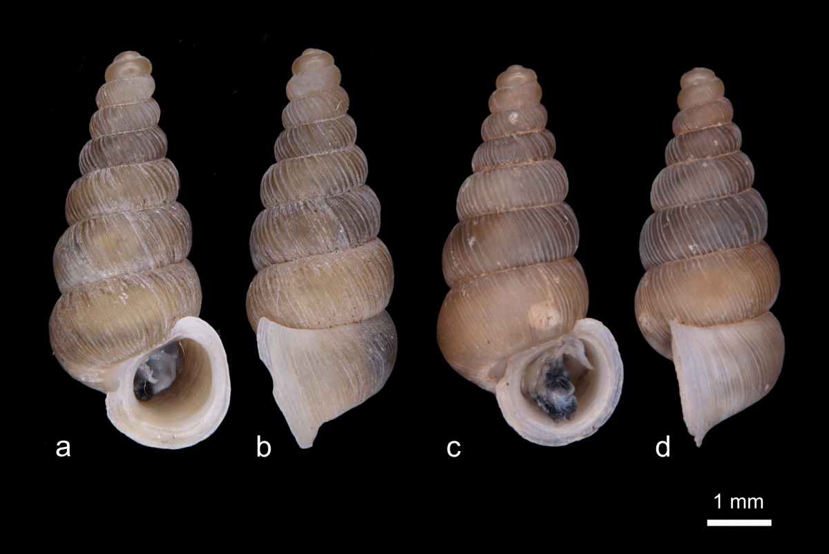 Cochlostoma komarnica sp. (a, b) и Cochlostoma dobrido sp. (c, d) / © E. Zallot, Biodiversity Data Journal