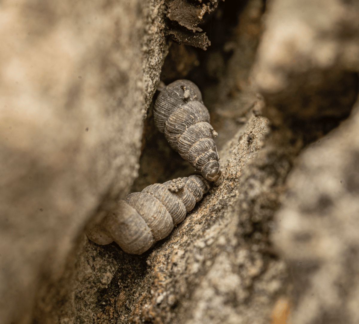 Cochlostoma dobrido sp. / © S. Kountouras, Biodiversity Data Journal