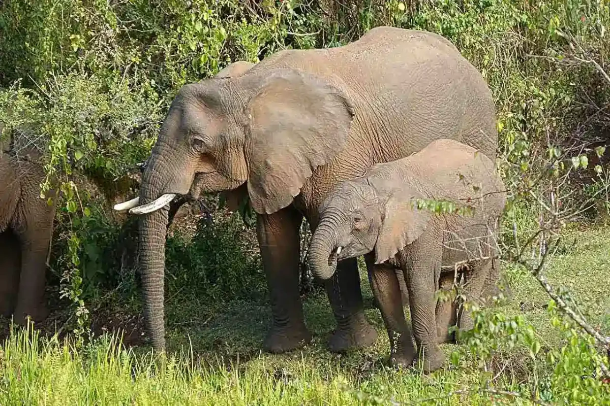 Африканский слон со слоненком / © Mount Elgon Foundation