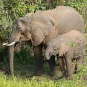 Африканский слон со слоненком / © Mount Elgon Foundation