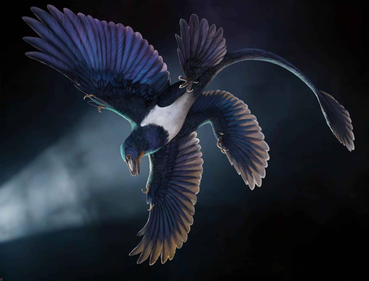 Norellraptor barsboldi был назван в честь двух ученых. Первое имя он получил от известного американского палеонтолога Марка Норелла, много работавшего в Китае и умершего в прошлом году. Второе — от Ринченгийна Барсболда, монгольского ученого, получившего образование в нашей стране, и также умершего в прошлом году