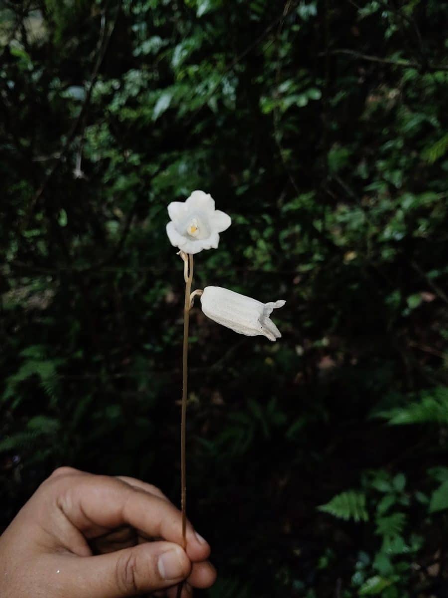 Gastrodia keyiensis / © M.Khanal, D.Borah & Dev.Kumar / Phytotaxa
