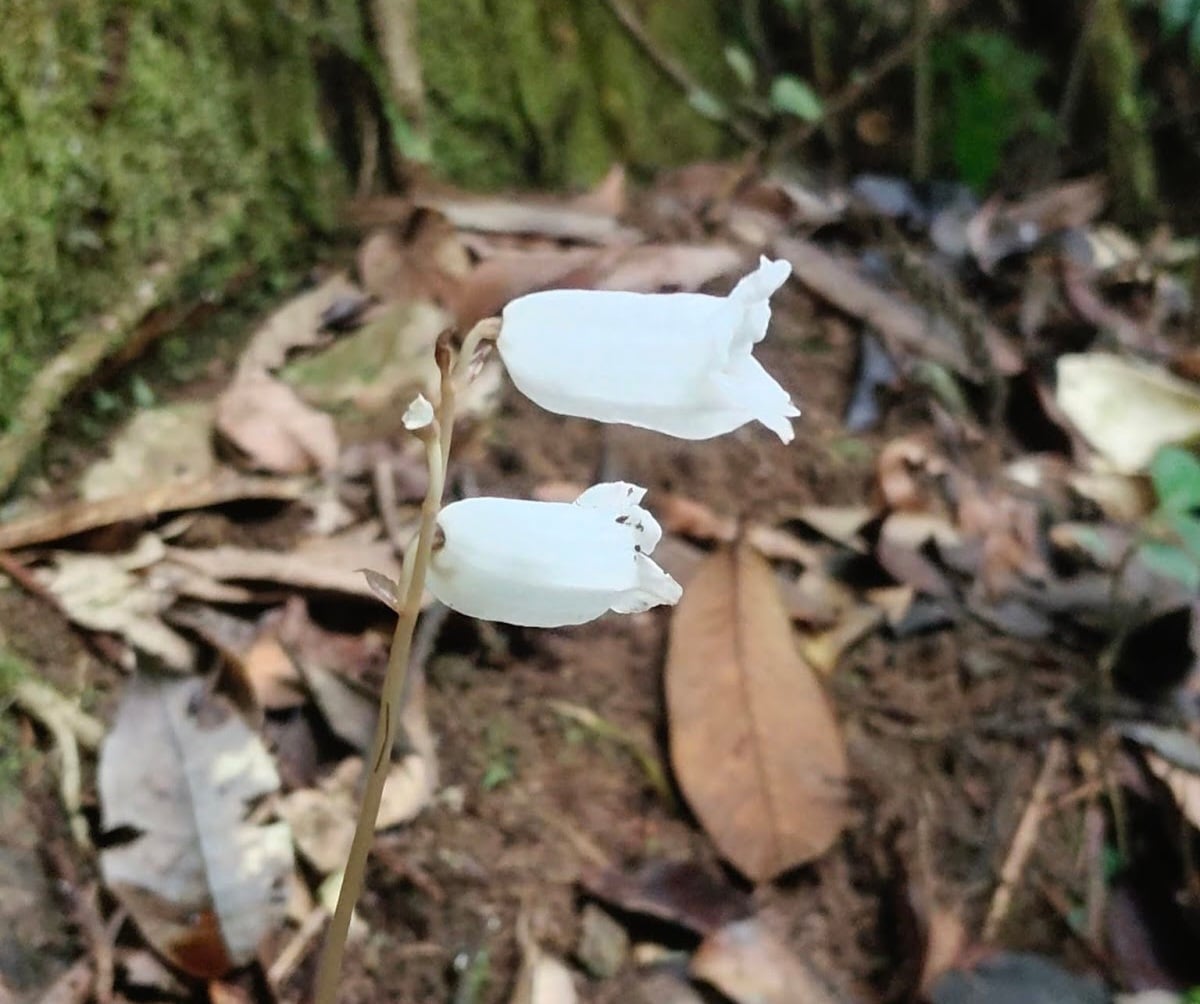 Gastrodia keyiensis / © M.Khanal, D.Borah & Dev.Kumar / Phytotaxa