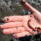 Schizocardium californicum