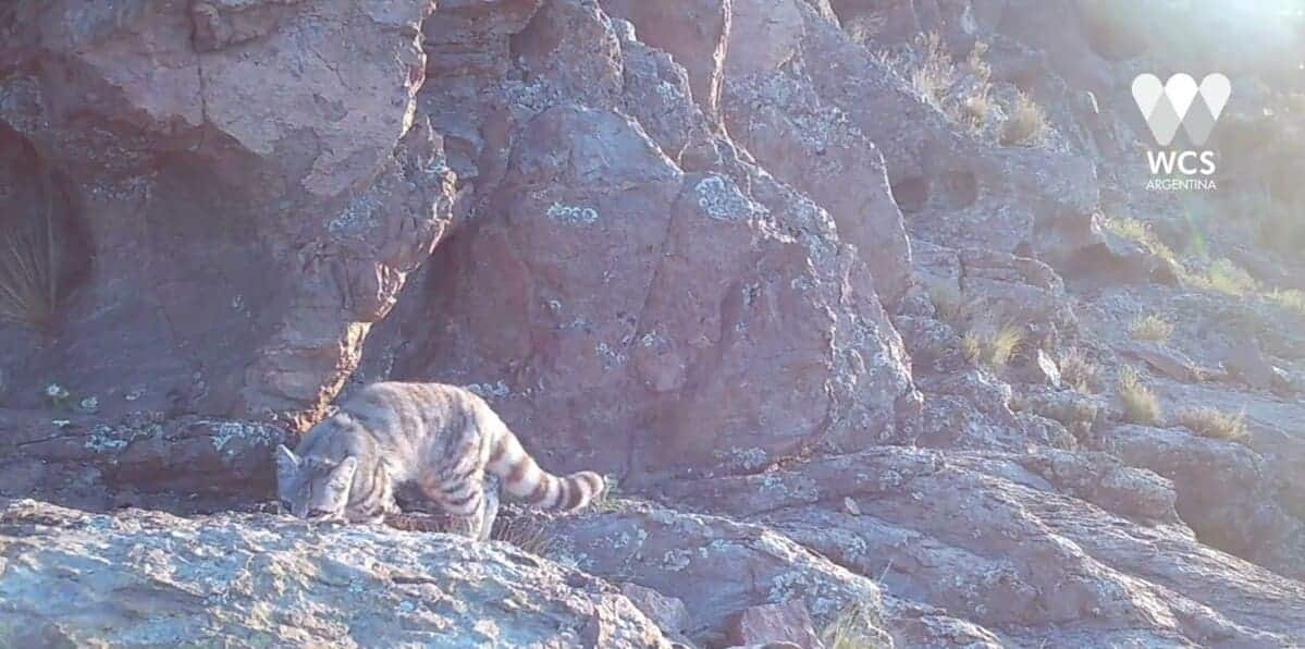 Андская кошка — один из самых редких и находящихся под наибольшей угрозой исчезновения видов диких кошек в Америке — попала в объектив фотоловушки / © WCS Argentina