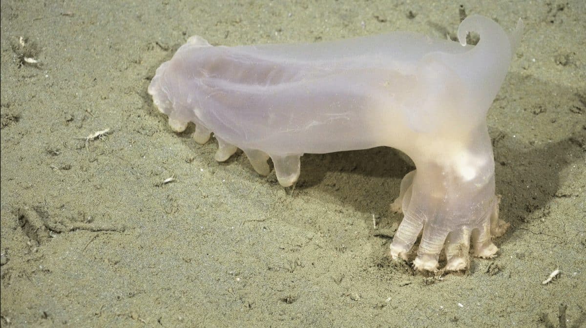 Морской огурец Локи / © ROV SuBastian / Schmidt Ocean Institute