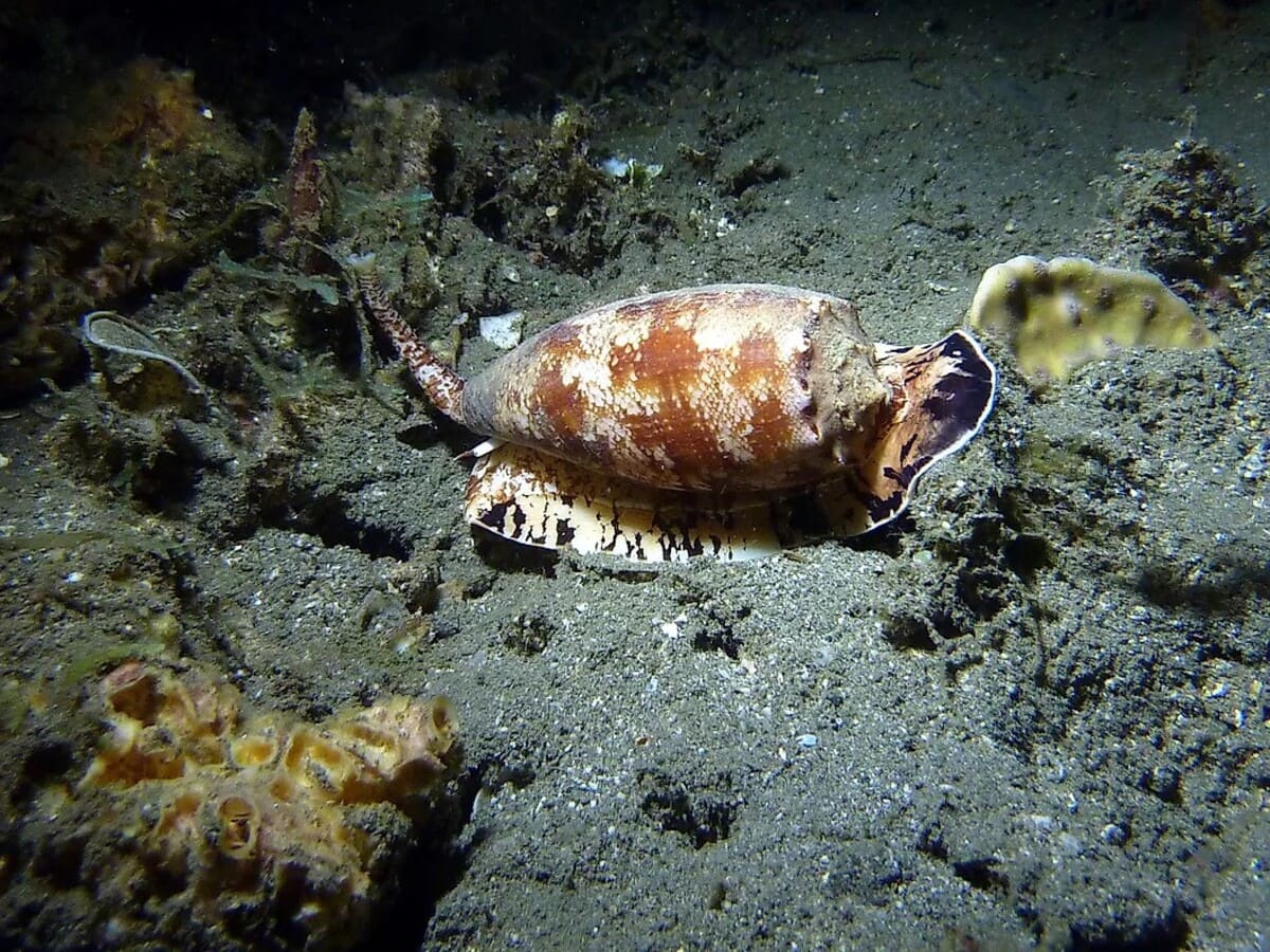 Конус географический (Conus geographus) / © Wikimedia Commons