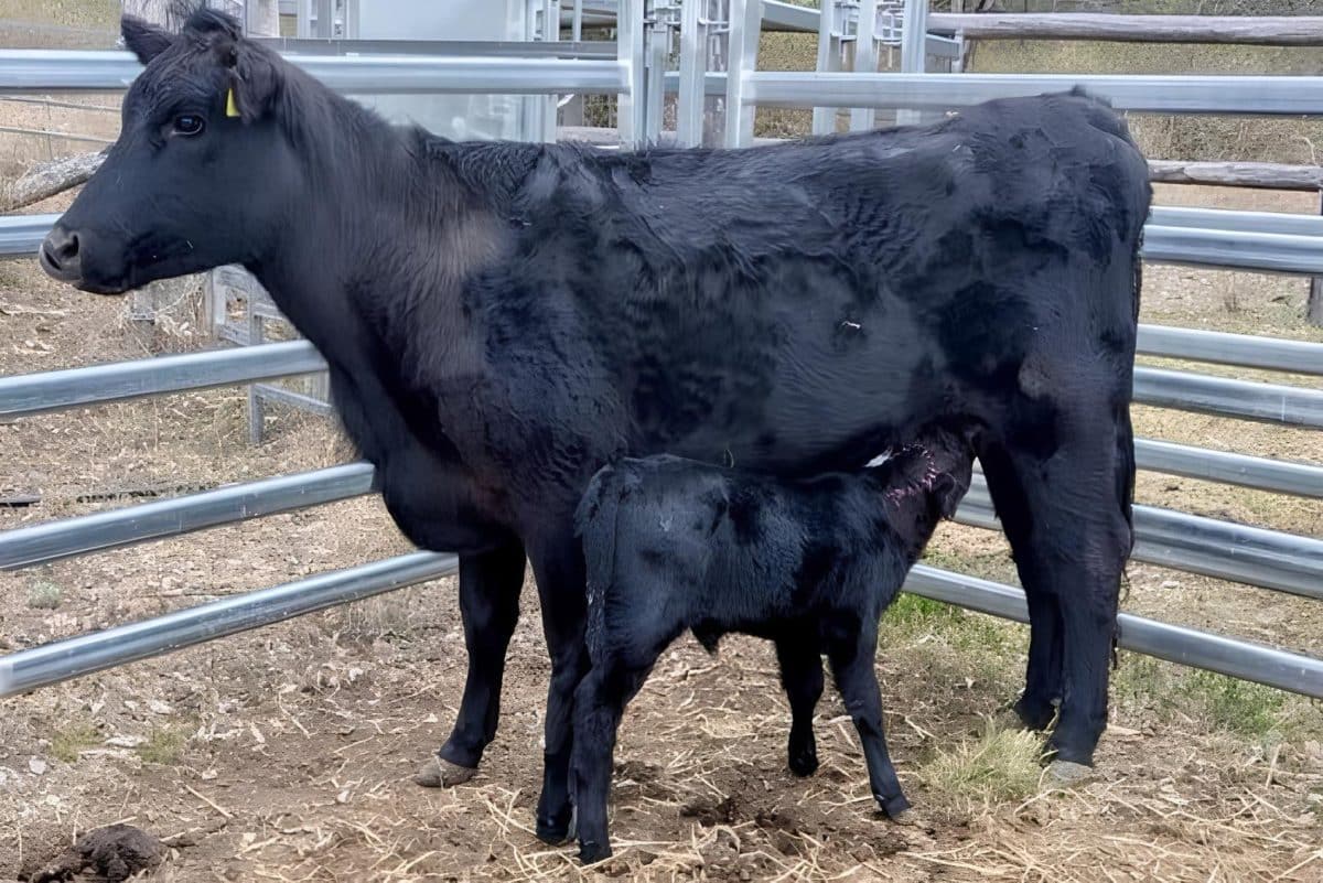 © Pittsworth and District Vet Services