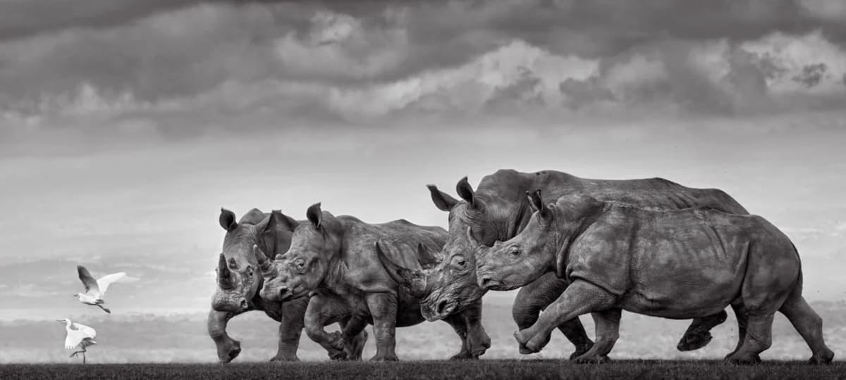 Носороги и цапли, снимок победителей Epson Digital Art Prize / © Preeti and Prashant Chacko