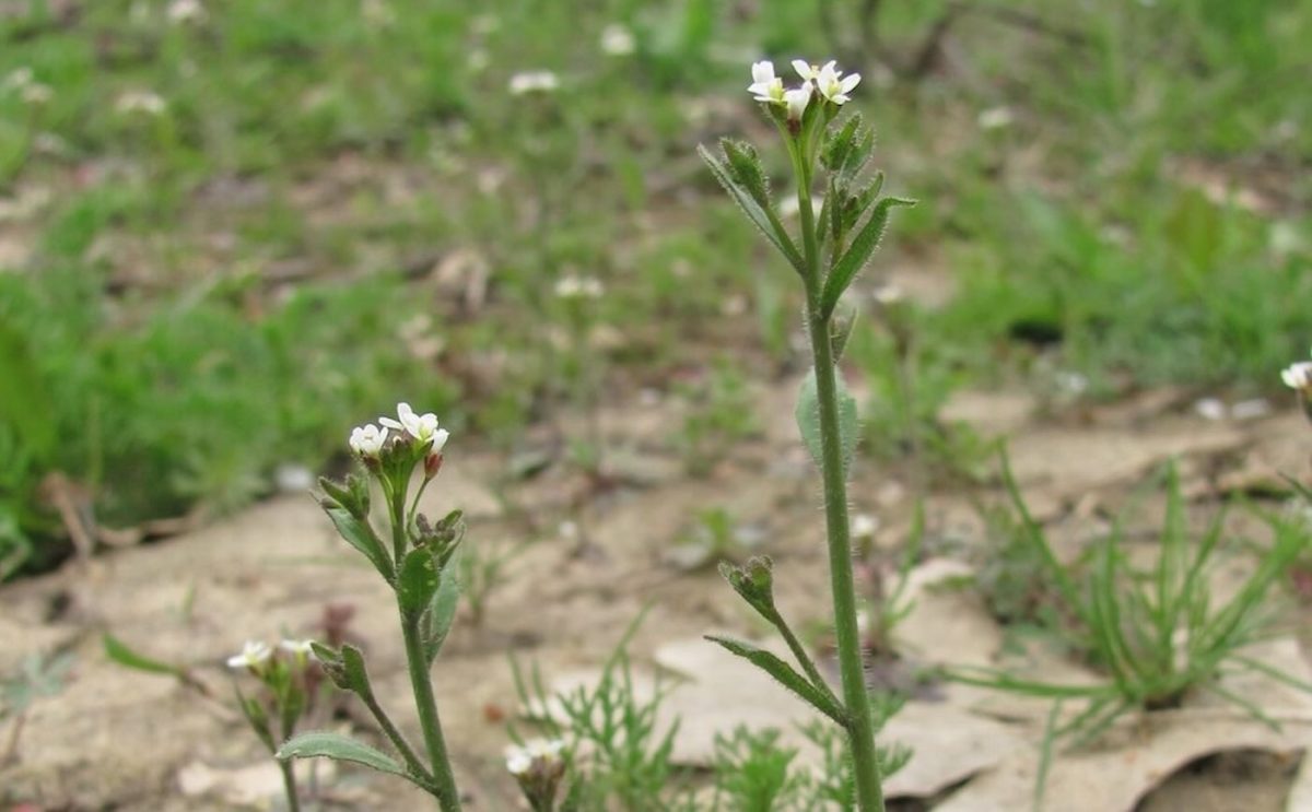 Резуховидка Таля Arabidopsis thaliana