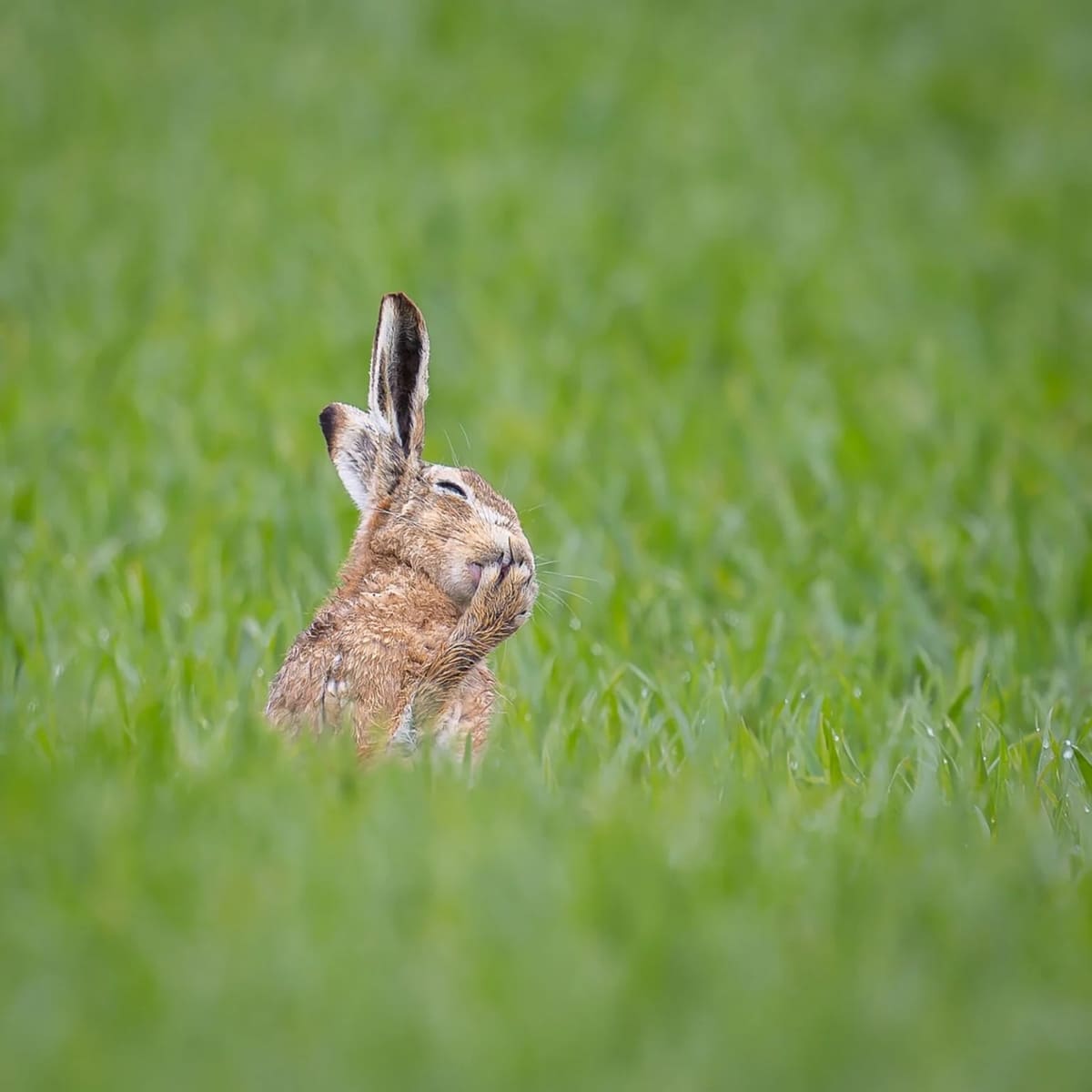 Заяц приводит себя в порядок в Англии / © Carolyn Moore / Nikon Comedy Wildlife Awards