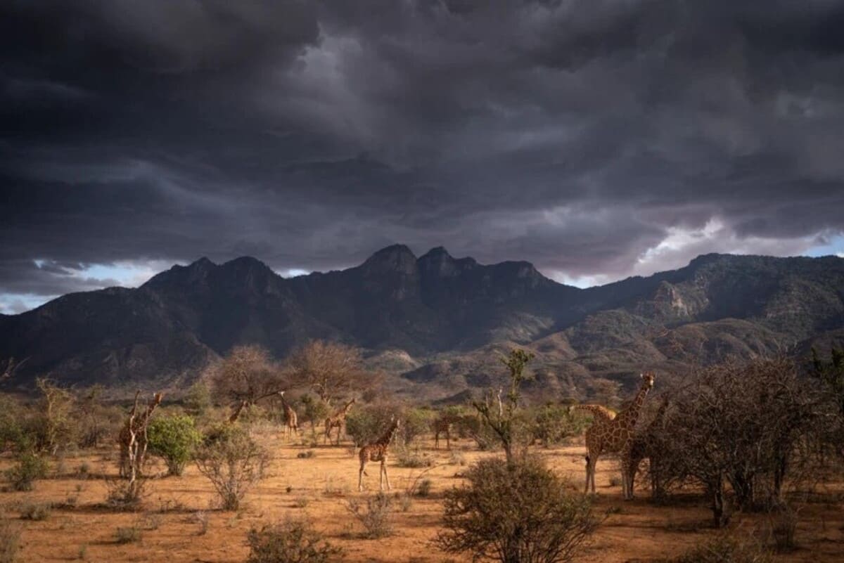 Жирафы, снимок из книги «Память о дикой природе» / © Will Burrard-Lucas