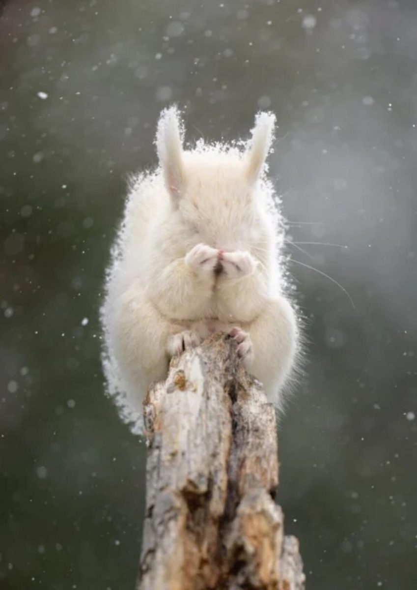 Победитель печатных фотографий в номинации «Природа» / © Rui Nagumo