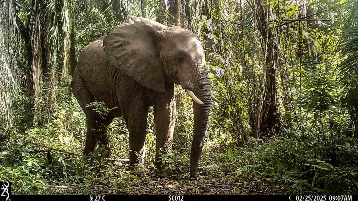 © Southern Tanzania Elephant Program