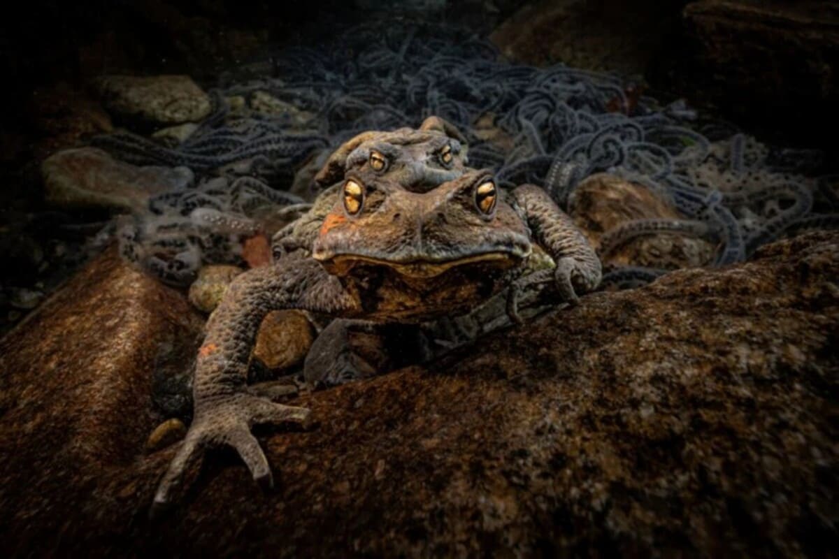 Серебряная награда среди печатных фотографий в номинации «Природа» / © Norihiro Ikuma