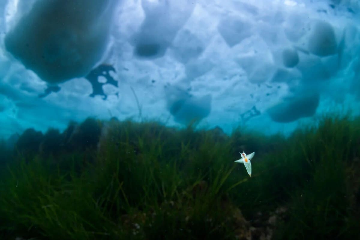 Бронзовая награда среди печатных фотографий в номинации «Природа» / © Arihiro Saito