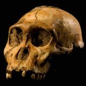 Окаменелости помогают исследователям восстановить историю эволюции древних людей