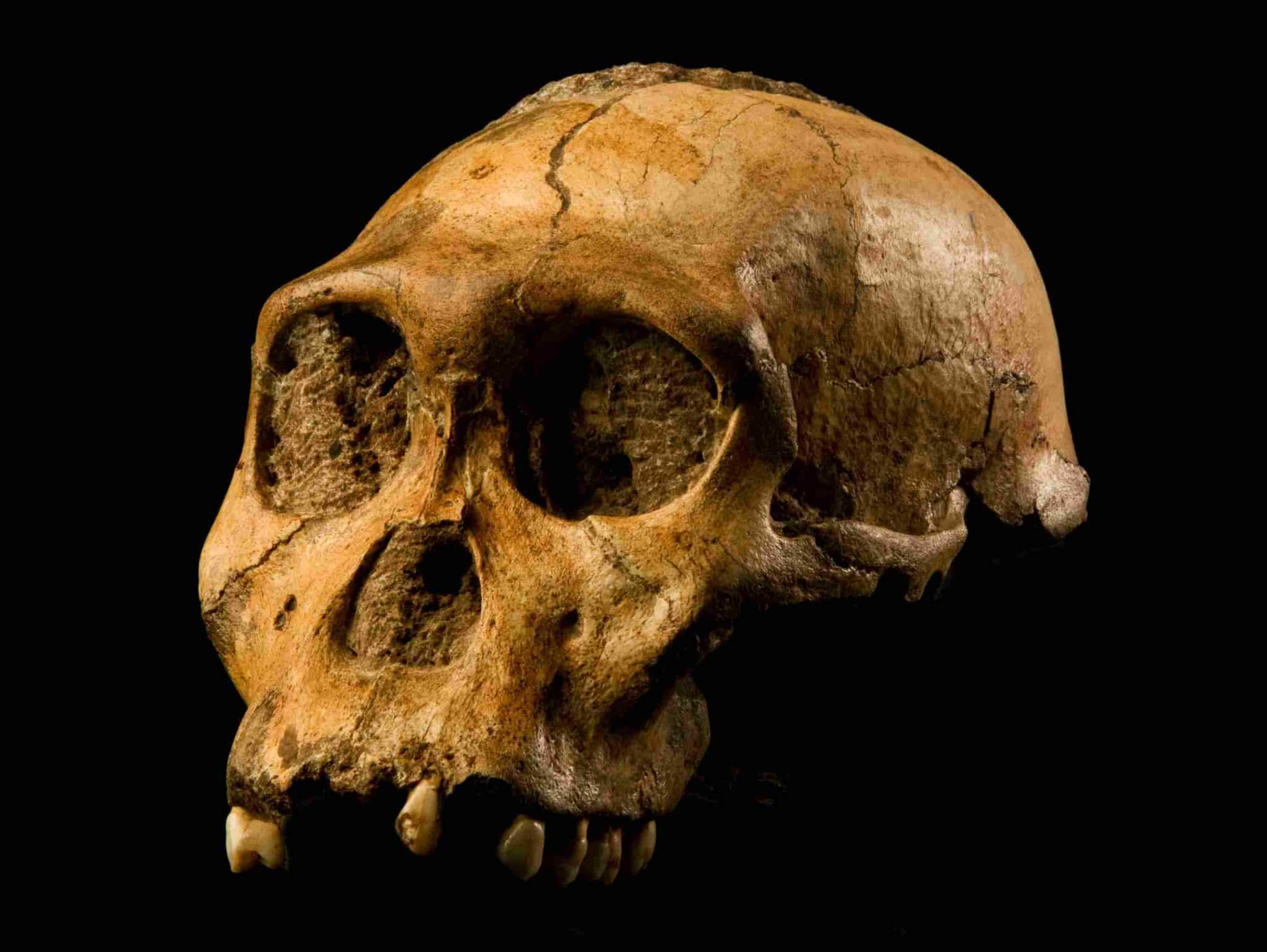 Окаменелости помогают исследователям восстановить историю эволюции древних людей