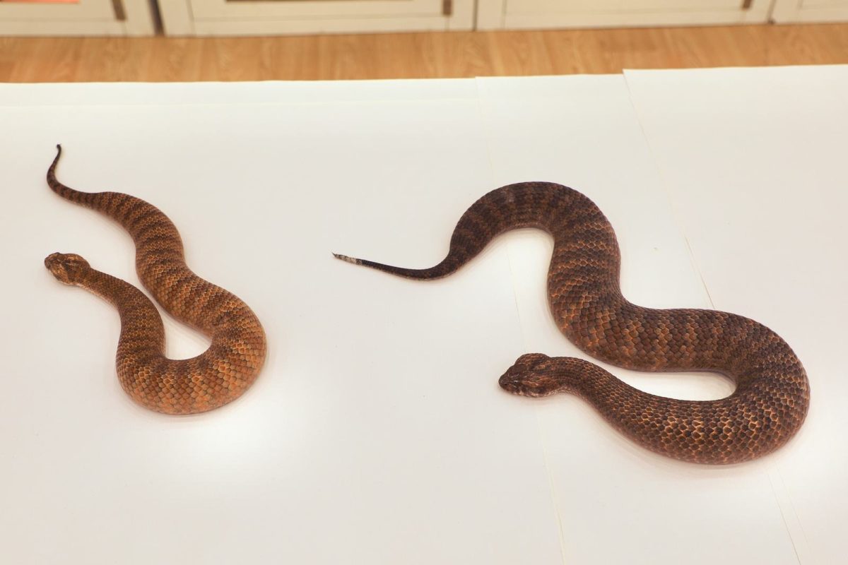 Шазза и змея, которой принадлежит абсолютный рекорд / © Australian Reptile Park