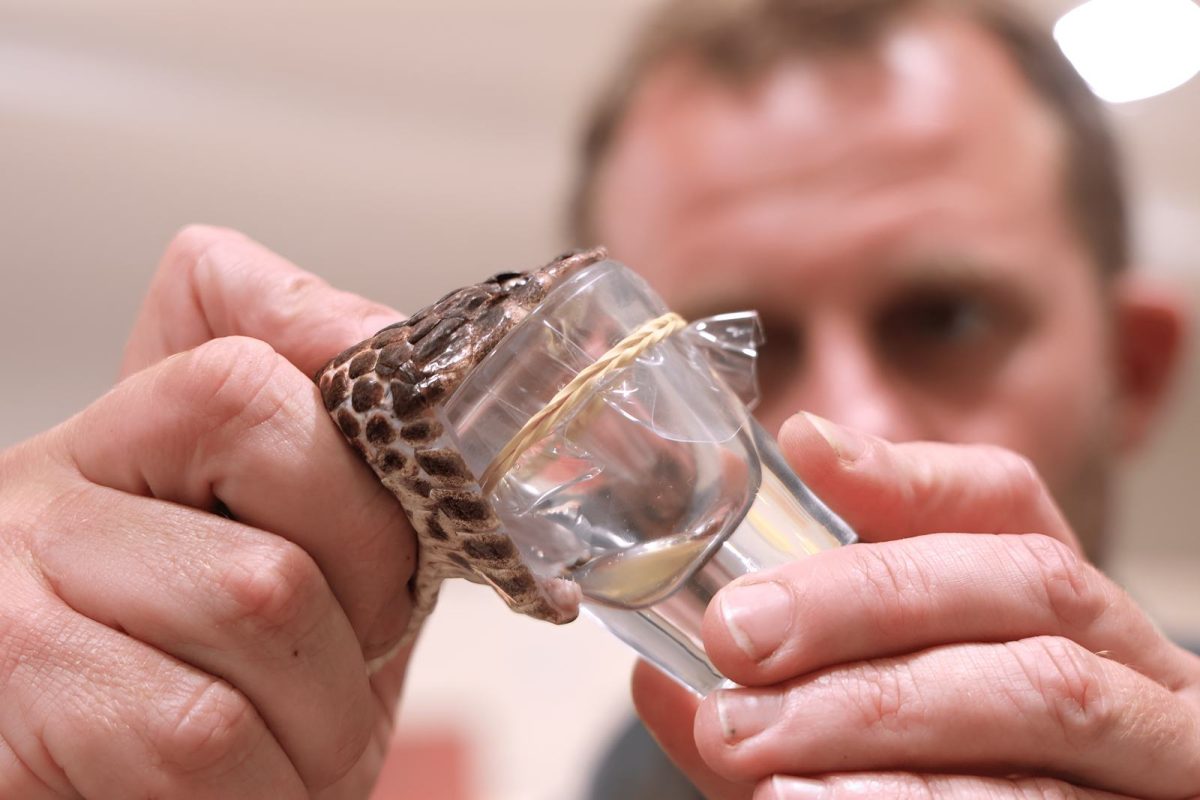 © Australian Reptile Park