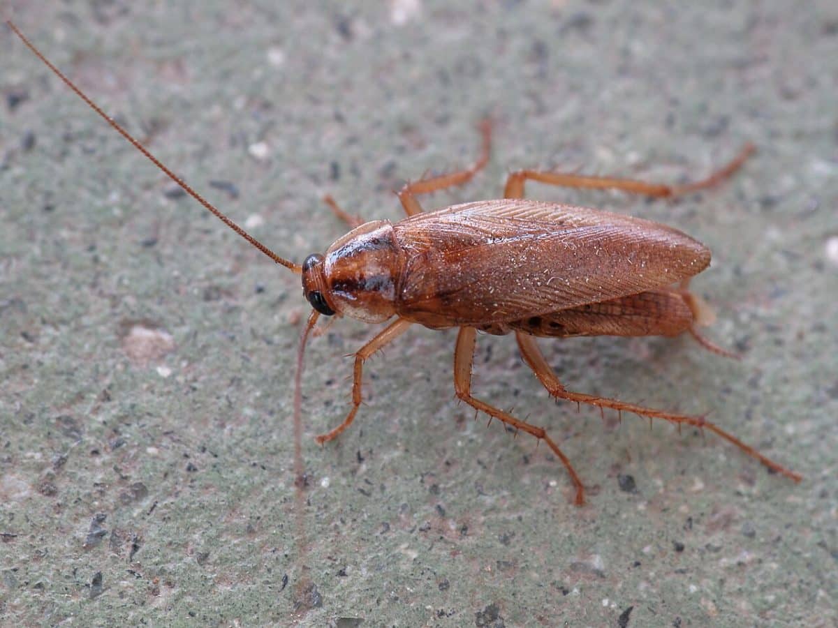 Blattella germanica / © Lmbuga, Wikipedia