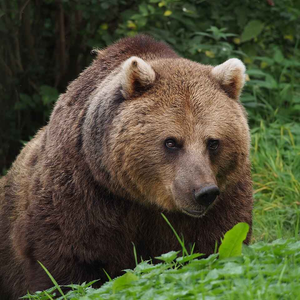 Медведь выглядит громадным, особенно вблизи. Но площадь тех частей тела, попадание в которые убьет его, очень мала. Недостаточно попасть точно в голову: пуля в челюсть, нос или ухо страшно злит его, но не убивает в разумные сроки и не пугает. Попасть нужно именно в мозговую часть черепа, общая площадь лобовой проекции которой как у кружки на вашем столе. Попробуйте попасть в кружку из огнестрельного оружия с десяти метров. Сразу после этого вы поймете, почему некоторые медвежатники подпускают зверя на пять метров. А что, если вы промахнулись? Тогда вы попадете в то исторически крупное множество оскальпированных медведем людей, которые не смогли поразить его с одного выстрела. Если их товарищи по охоте все же успеют добить зверя, оскальпированные ходят оставшуюся жизнь в шапке, чтобы люди рядом с ними не падали в обморок от зрелища пульсирующих кровеносных сосудов черепа, не прикрытых кожей