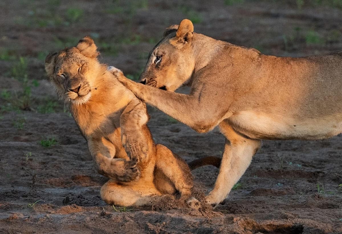 Львиный прайд резвился в русле реки Рукомечи в Зимбабве / © Barbara Seiberl-Stark / Nikon Comedy Wildlife Awards