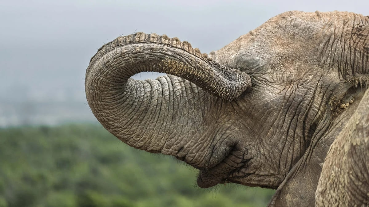 Слон в национальном парке Аддо / © Cliff Fawcett / Nikon Comedy Wildlife Awards