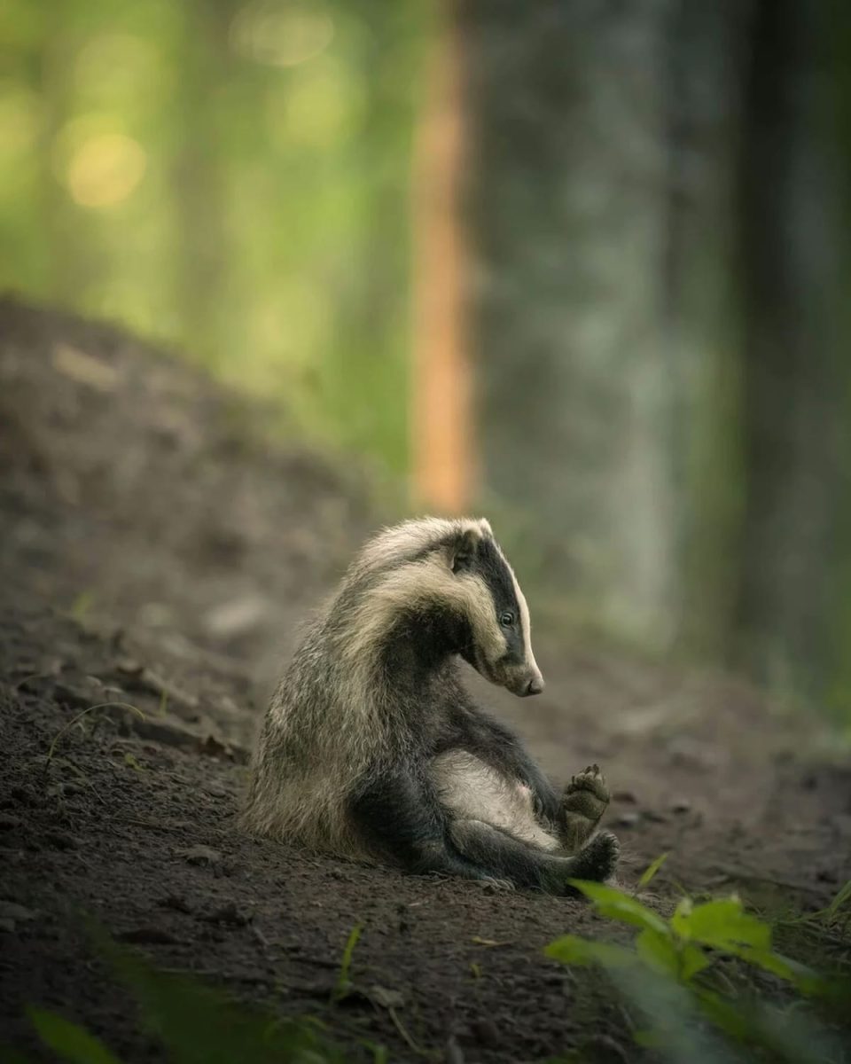Уставший барсук в Швеции / © Lukas Andree Andersen / Nikon Comedy Wildlife Awards