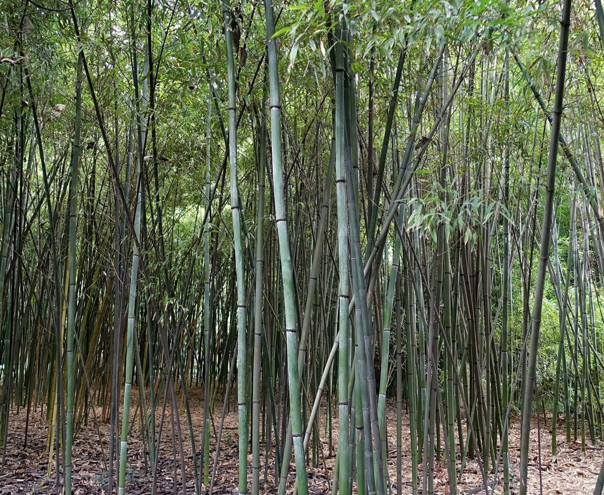 Phyllostachys nuda / © Daderot, Wikipedia
