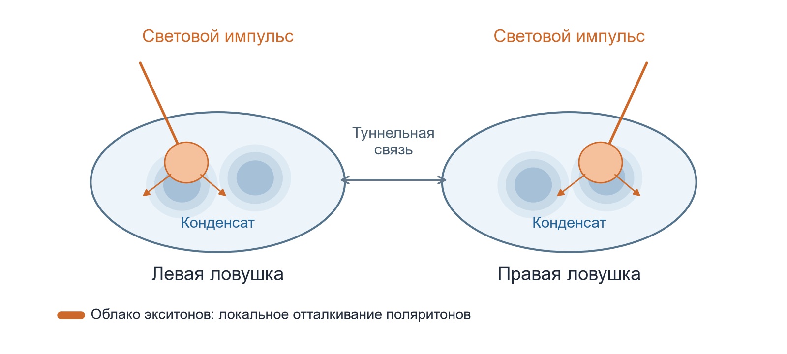 Схема управления двумя связанными поляритонными конденсатами. Световые импульсы создают локальные облака экситонов, которые отталкивают поляритоны и изменяют волновые состояния в ловушках. Положения световых пятен показаны условно