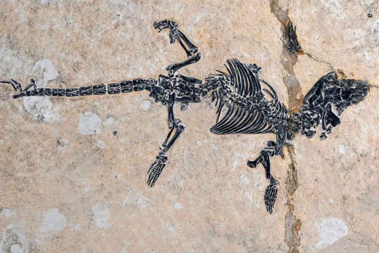 Dongoconodon platycauda