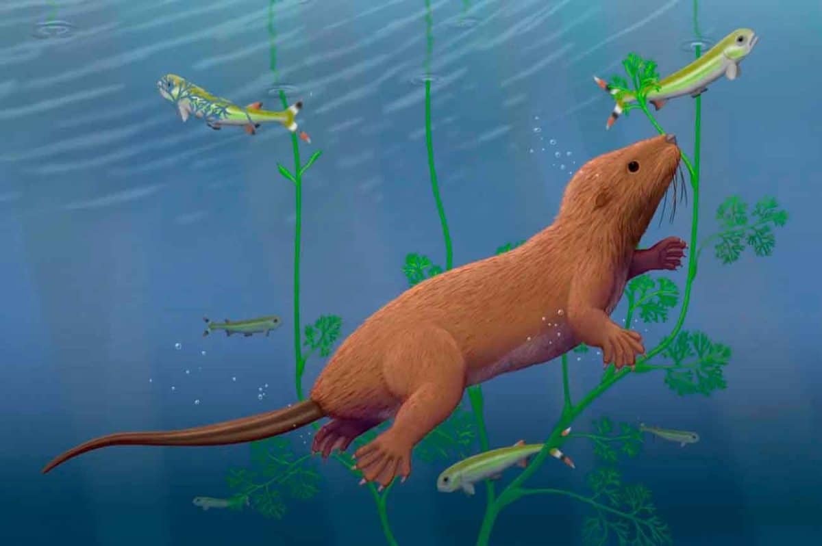 Dongoconodon platycauda